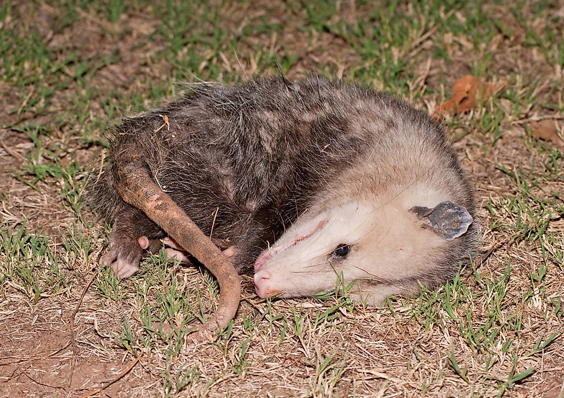 Possum playing dead.