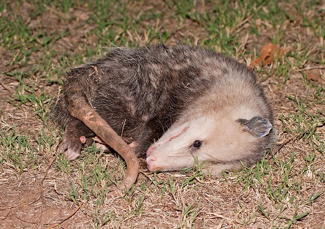 Possum playing dead.