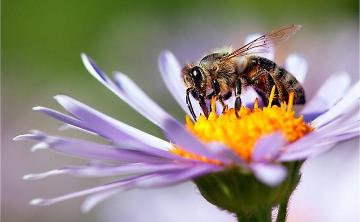 Western honey bee sitting on the violet or blue flower 