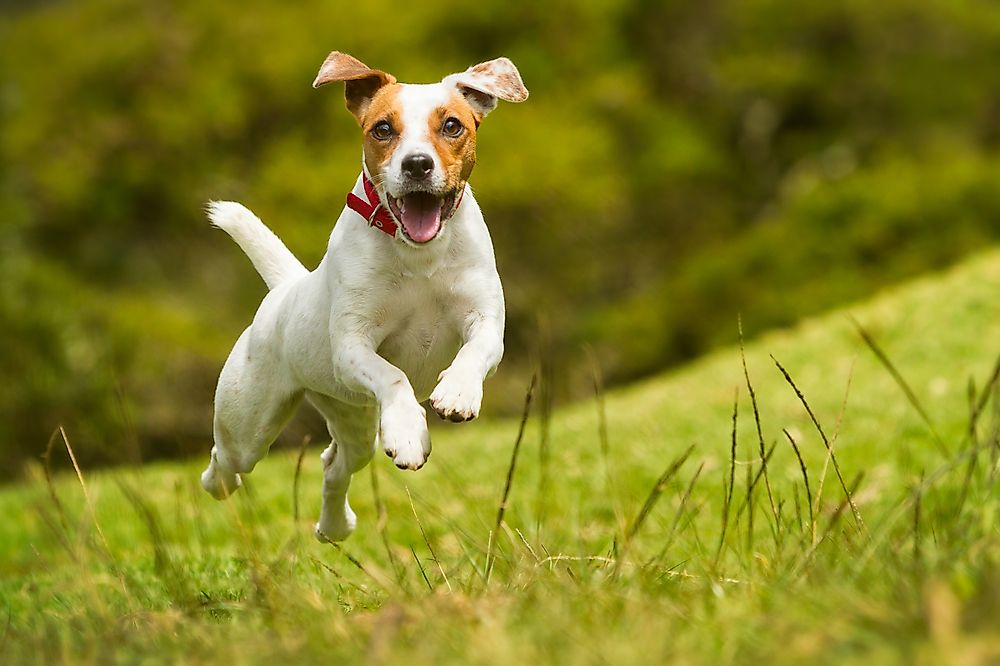A Jack Russell Terrier running.