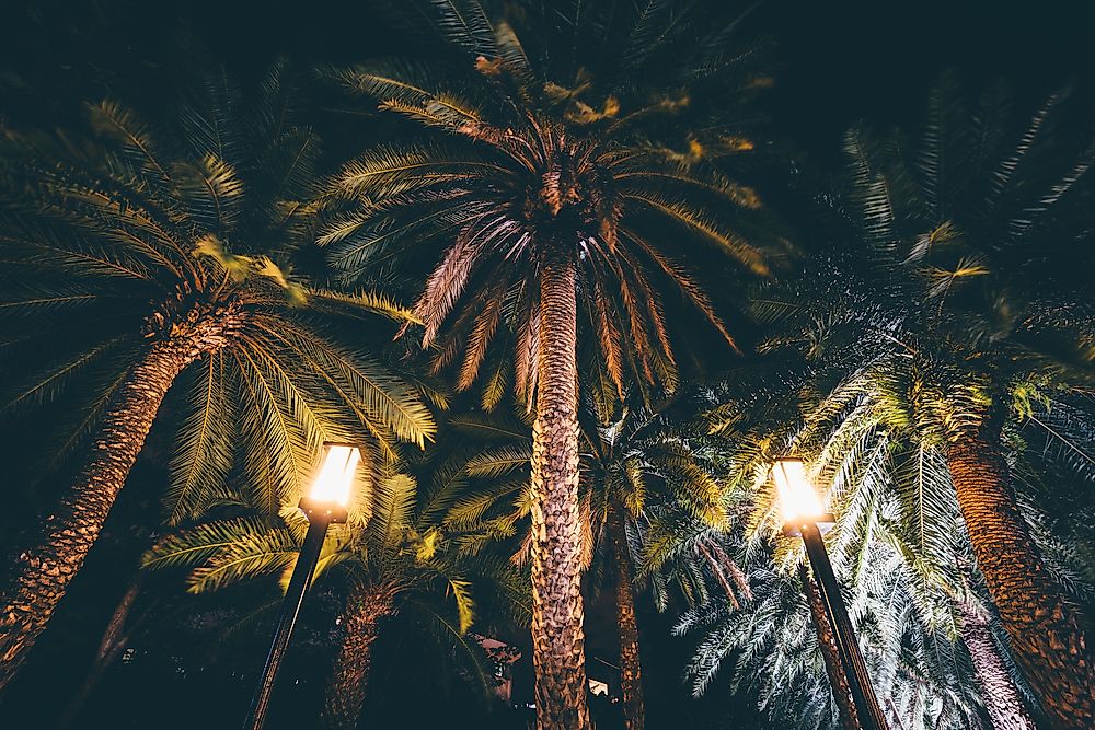 Trees at night in Manila. 