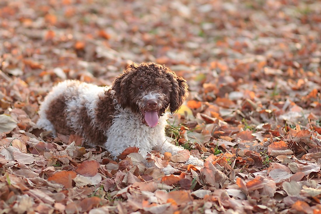 A Lagotta Romagnolo dog. 