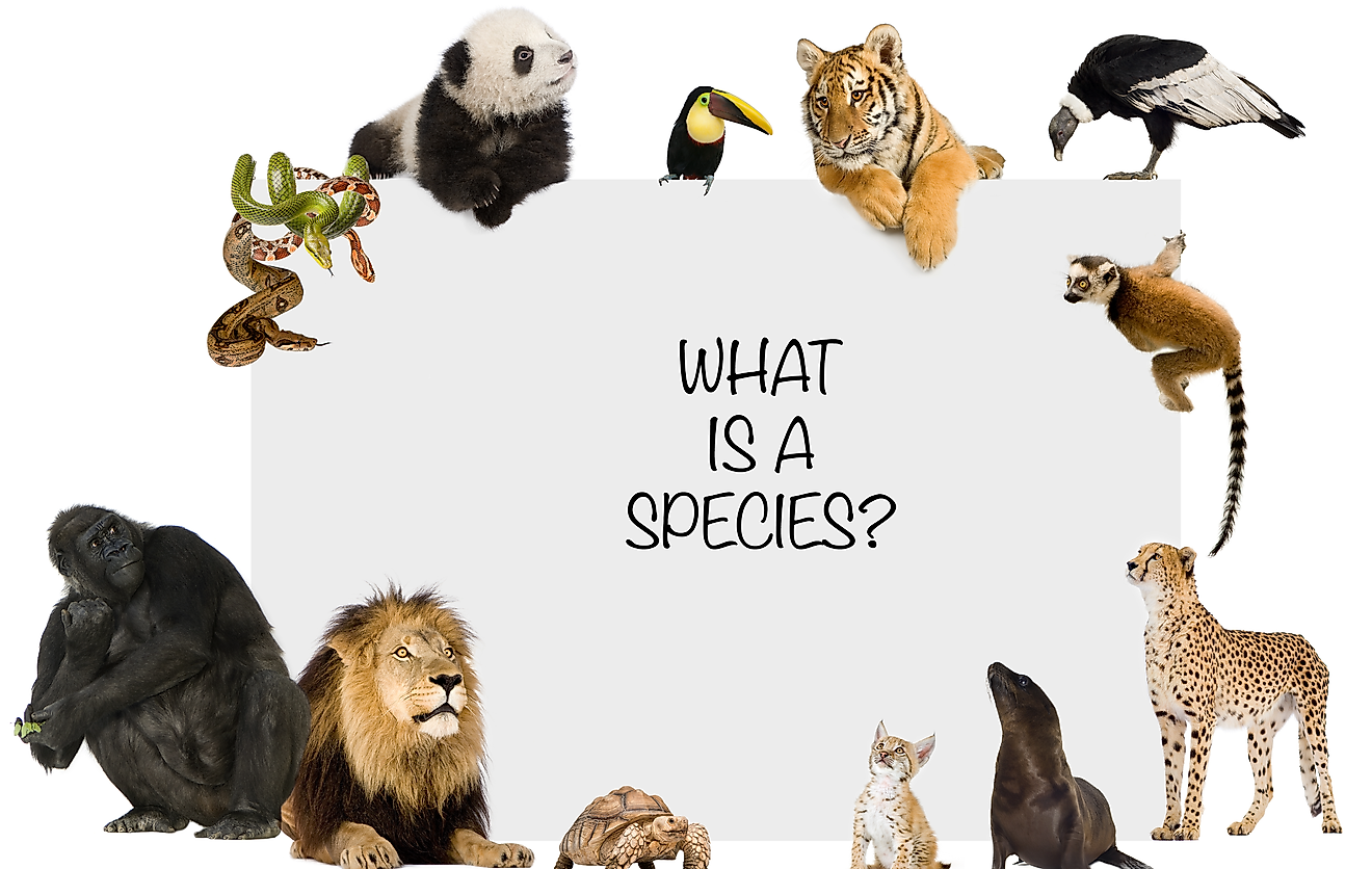 Different species of wildlife.