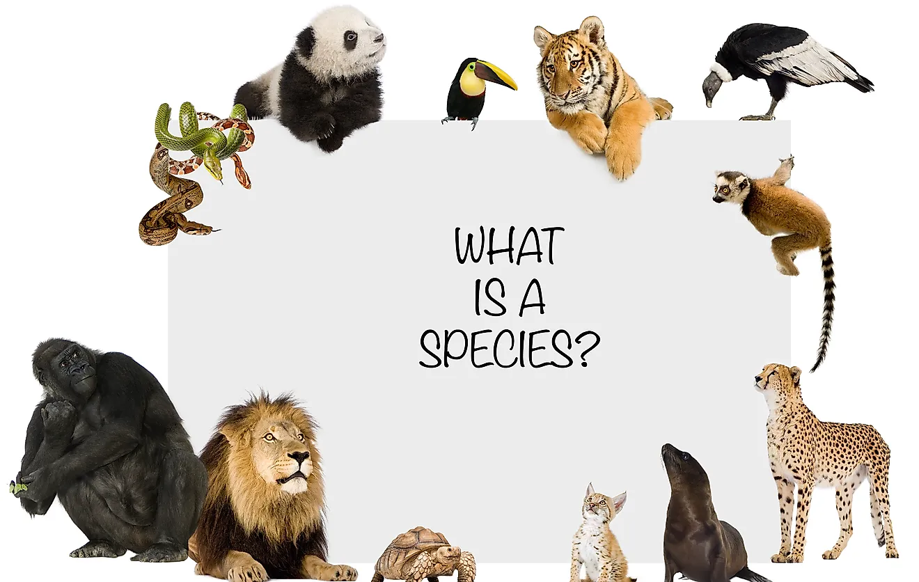 Different species of wildlife.