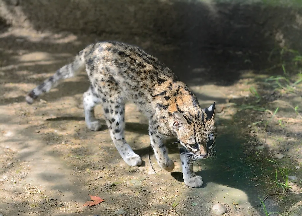 South american sales big cats