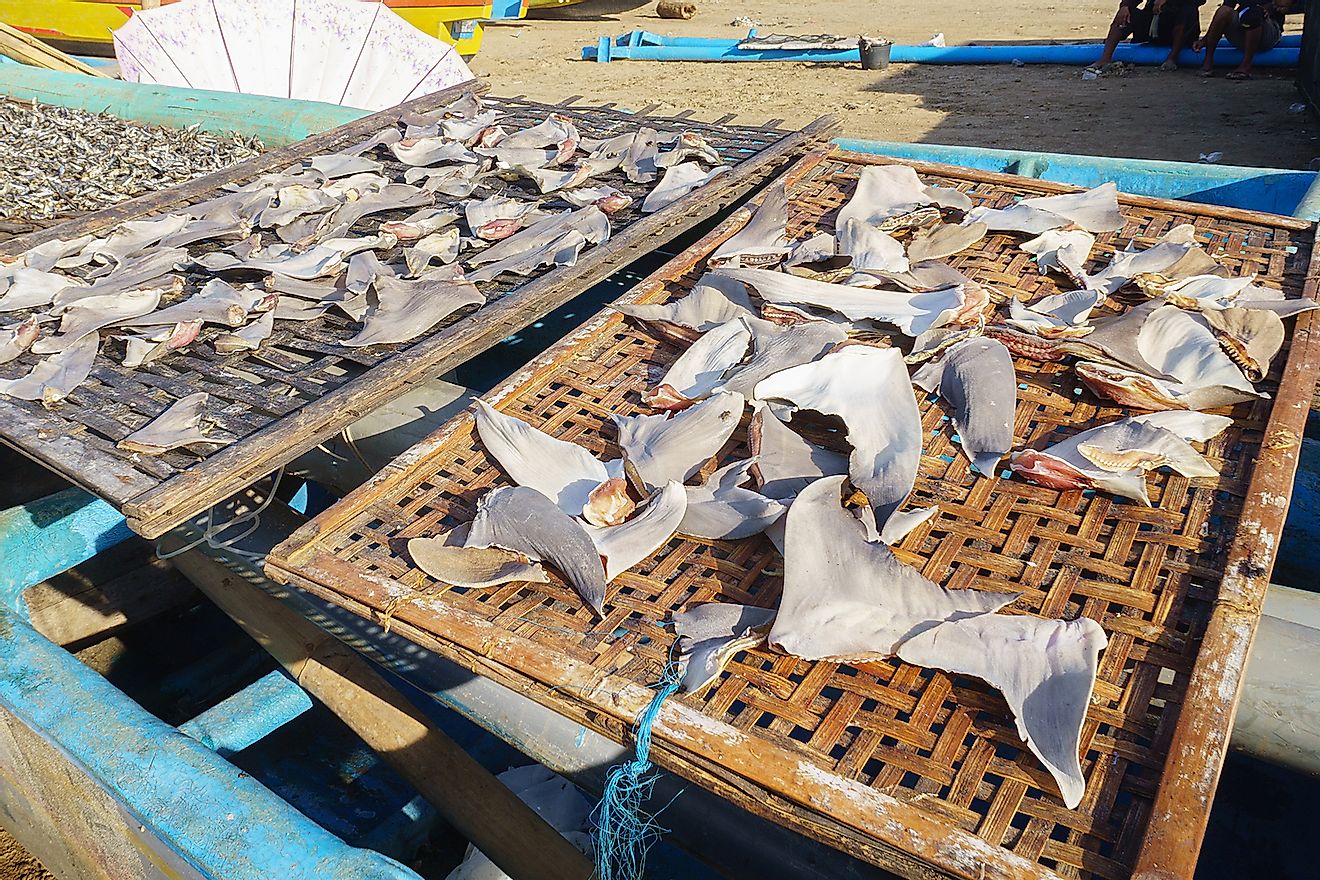 Shark fins dried under the hot sun at fisherman village in Asia. Image credit: Lano Lan/Shutterstock.com