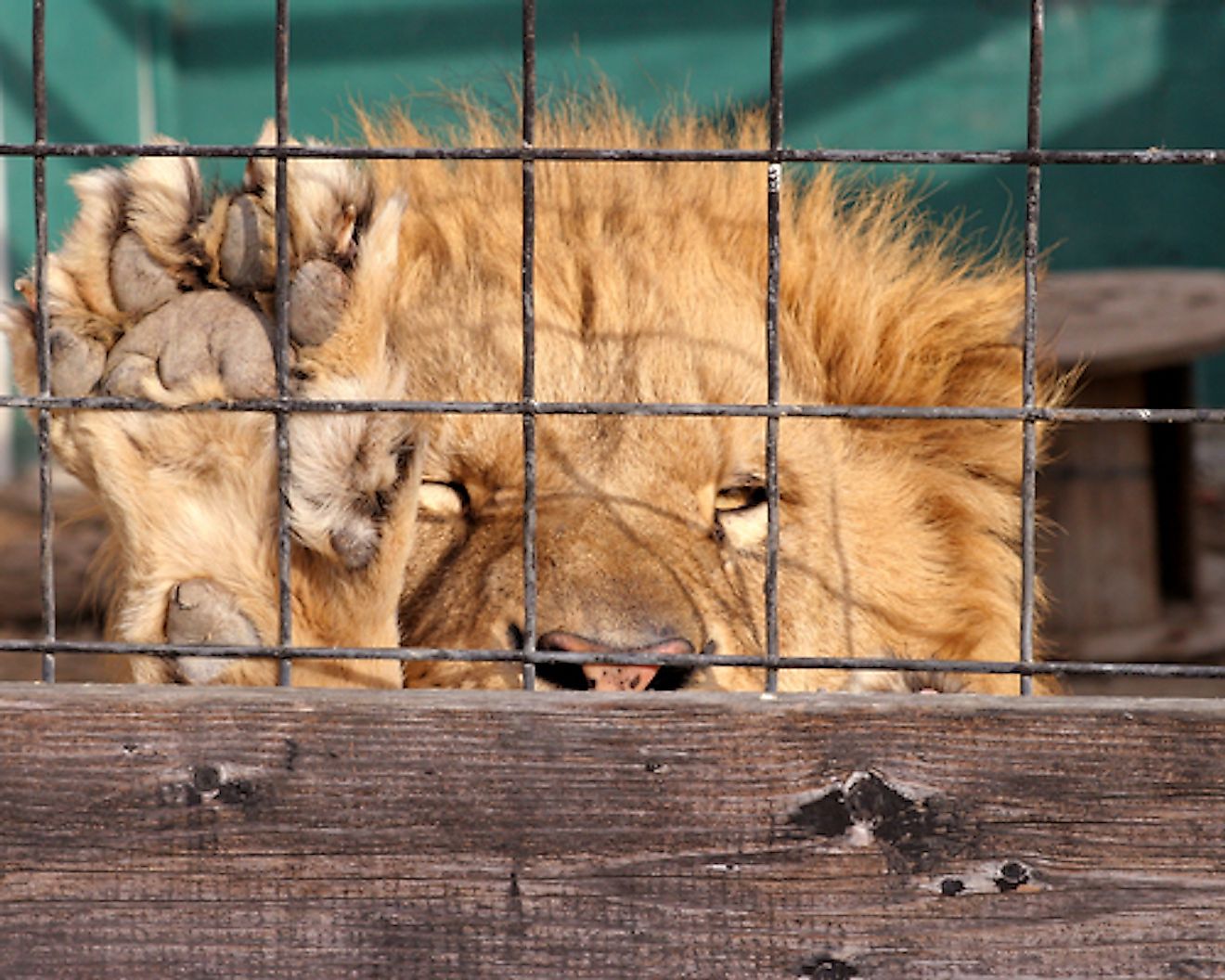 Canned hunting is a cruel sport subjecting animals to a life of misery. Image credit: Beckyeldredge.com
