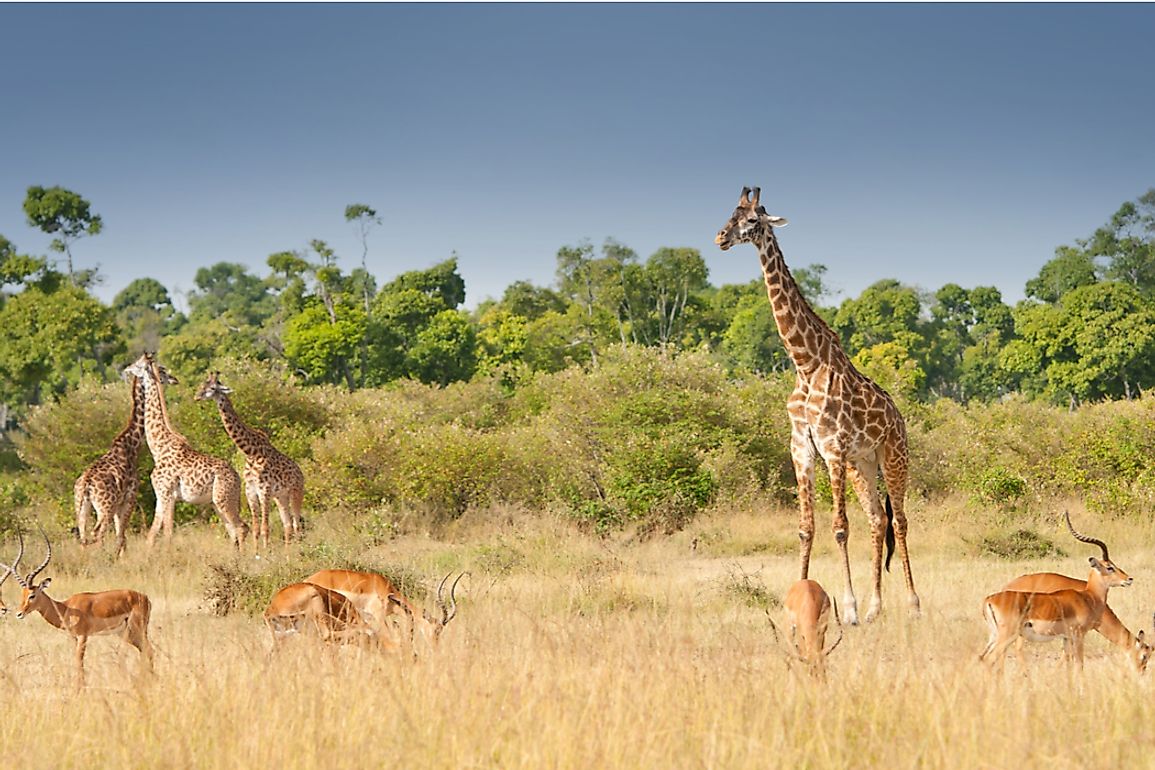 Giraffes at the Maasai Mara National Reserve in Kenya. 