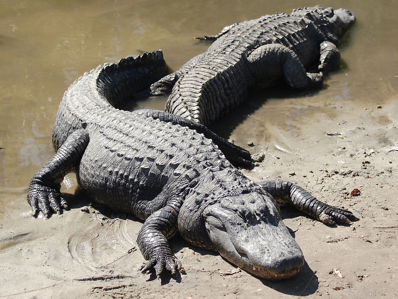 Alligators are also wildlife that is best avoided at home. Image credit: Mfield, Matthew Field/Wikimedia.org