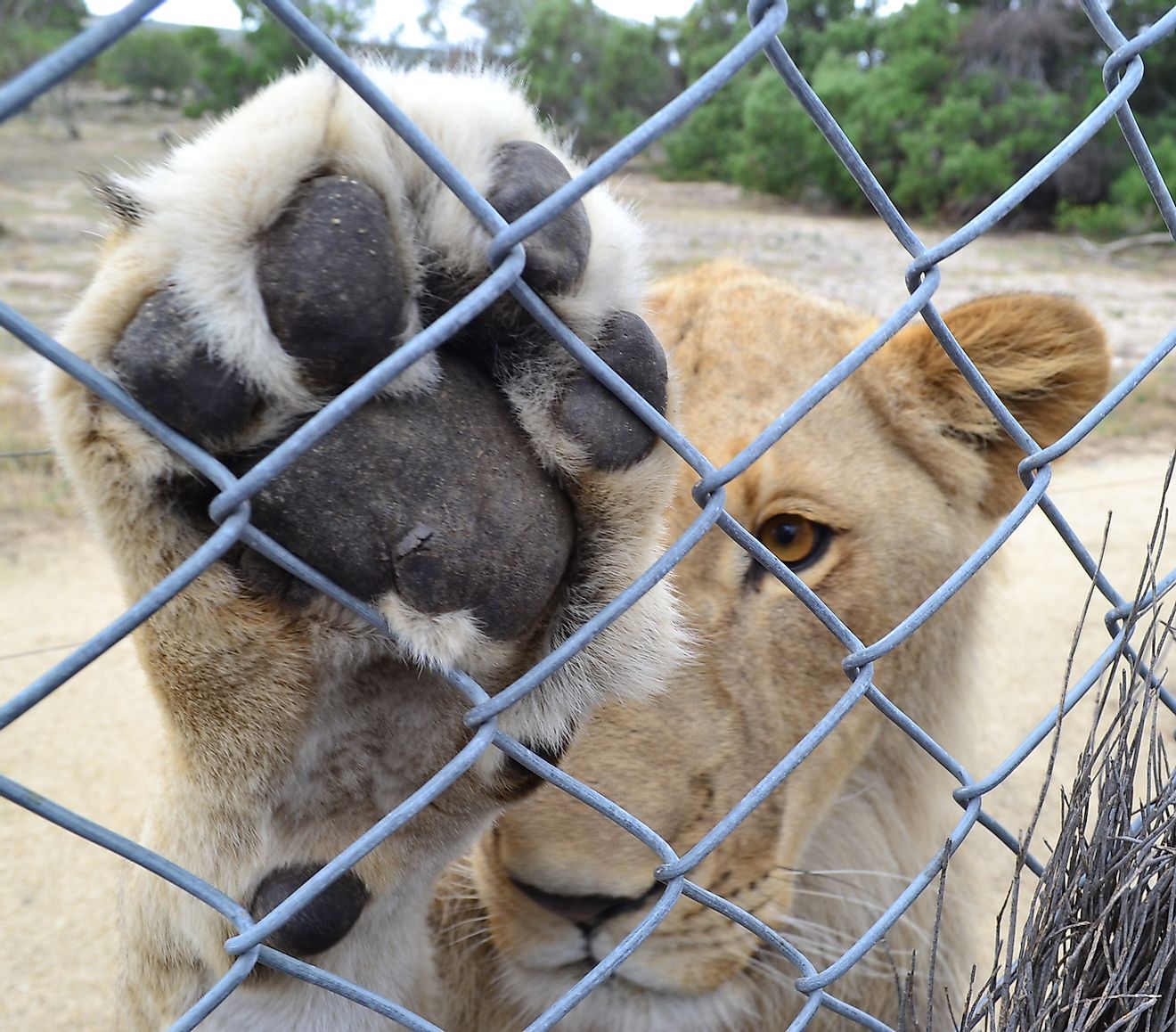 Captive lions suffer a lifetime of exploitation. Image credit: Pieter Oosthuizen/Shutterstock.com