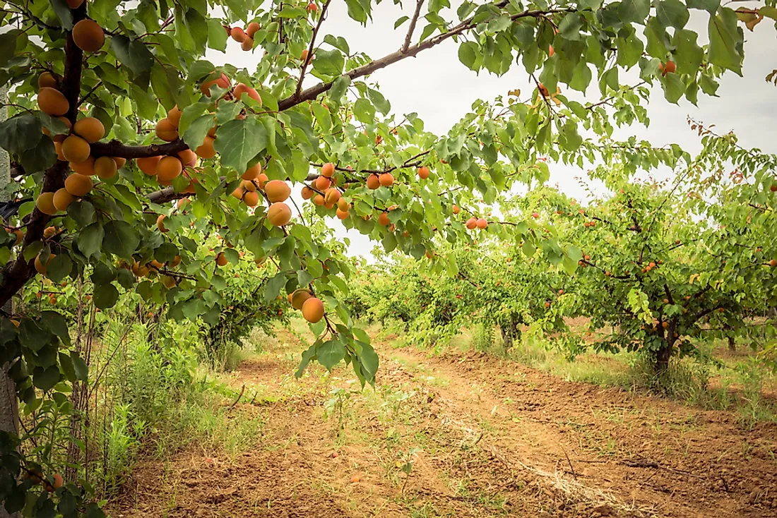 An orchard of apricot trees. 