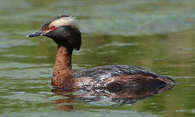 Horned grebe