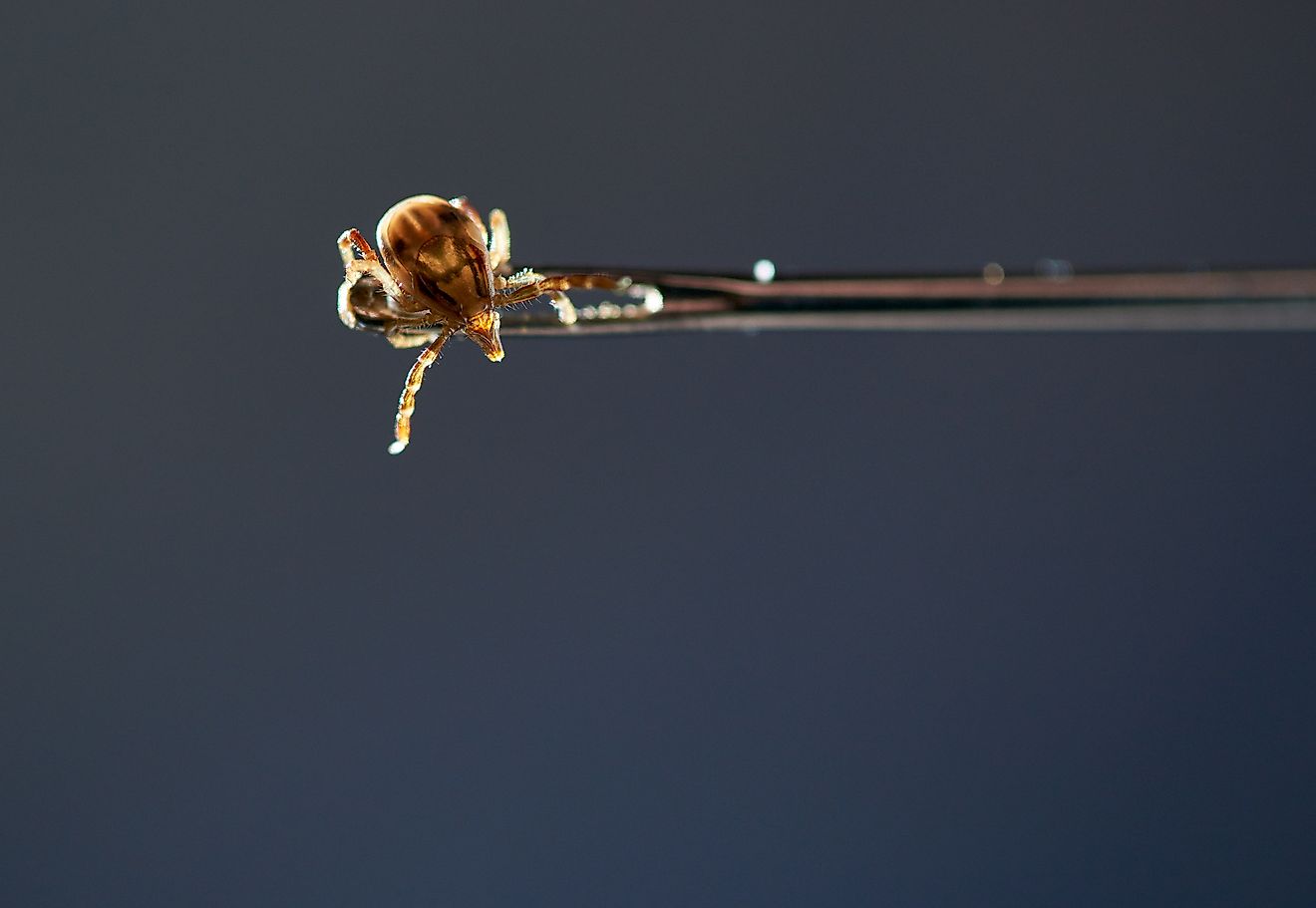 A female Australian Paralysis Tick(Ixodes holocyclus), clinging to the end of a needle, and reaching for a possible escape route. Via Shutterstock / Jude Black