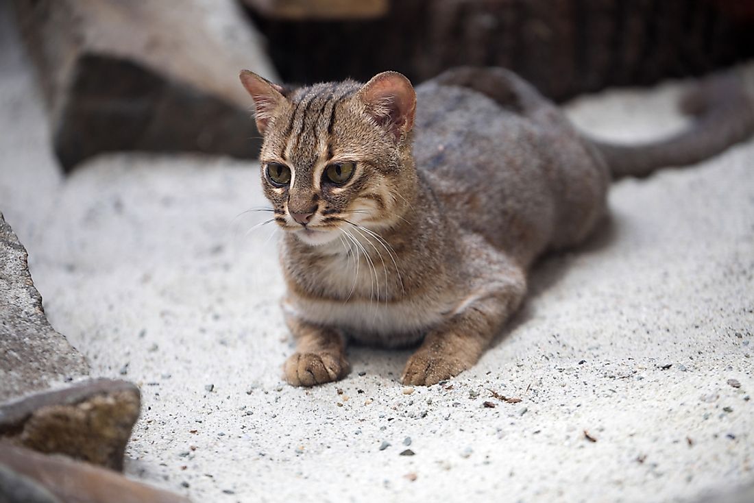A rusty-spotted cat. 