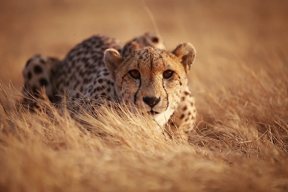 A cheetah lying in the grassland. 