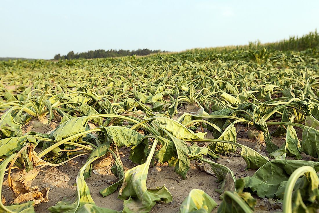 Scientists are warning that the Earth's current mass extinction event will result in loss of plant life. Photo credit: shutterstock.com.