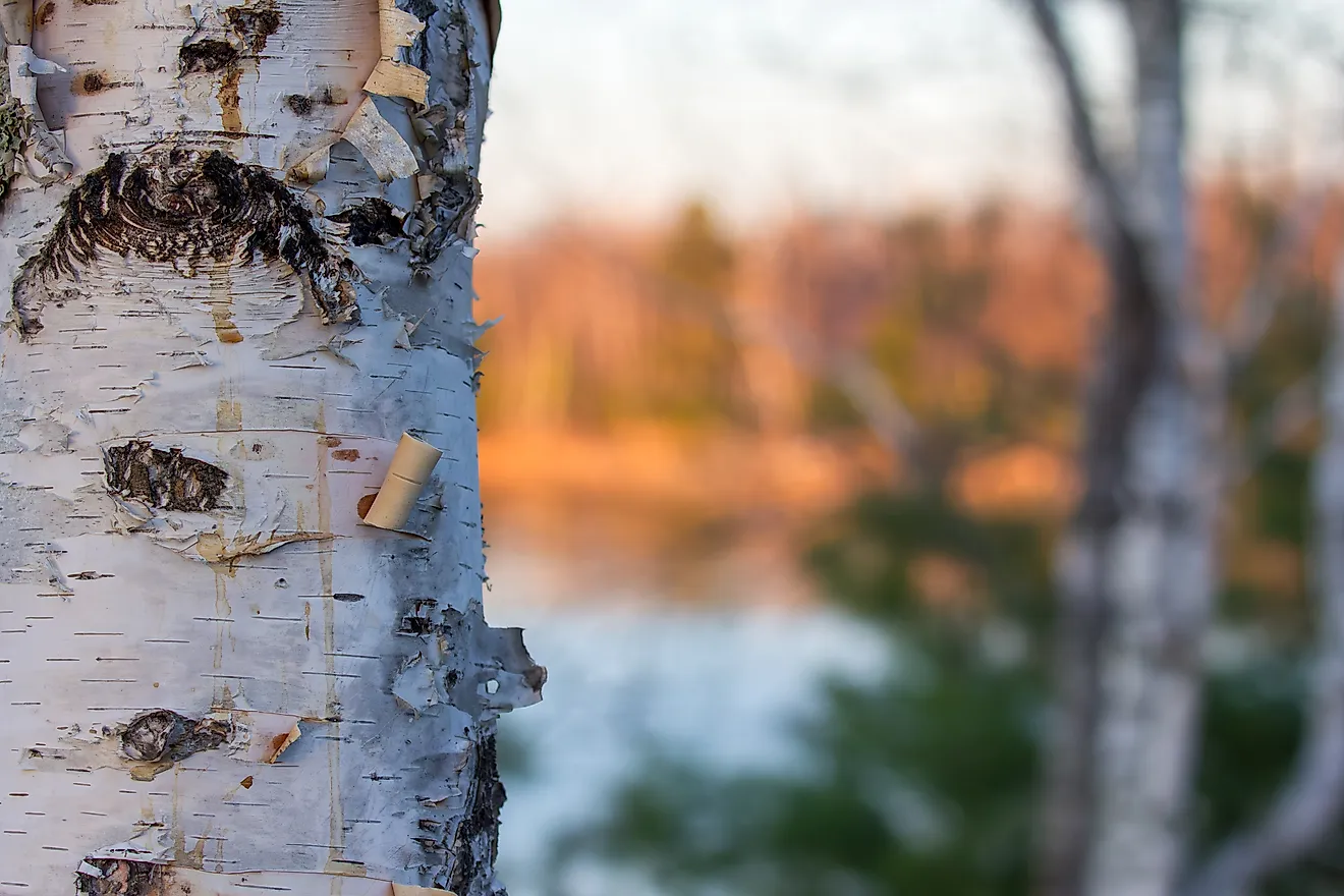 Paper birch's peeling white bark is a familiar sight in the North Woods, where long winters and cool summers suit the tree. Credit: Larry Eiden/Shutterstock.com