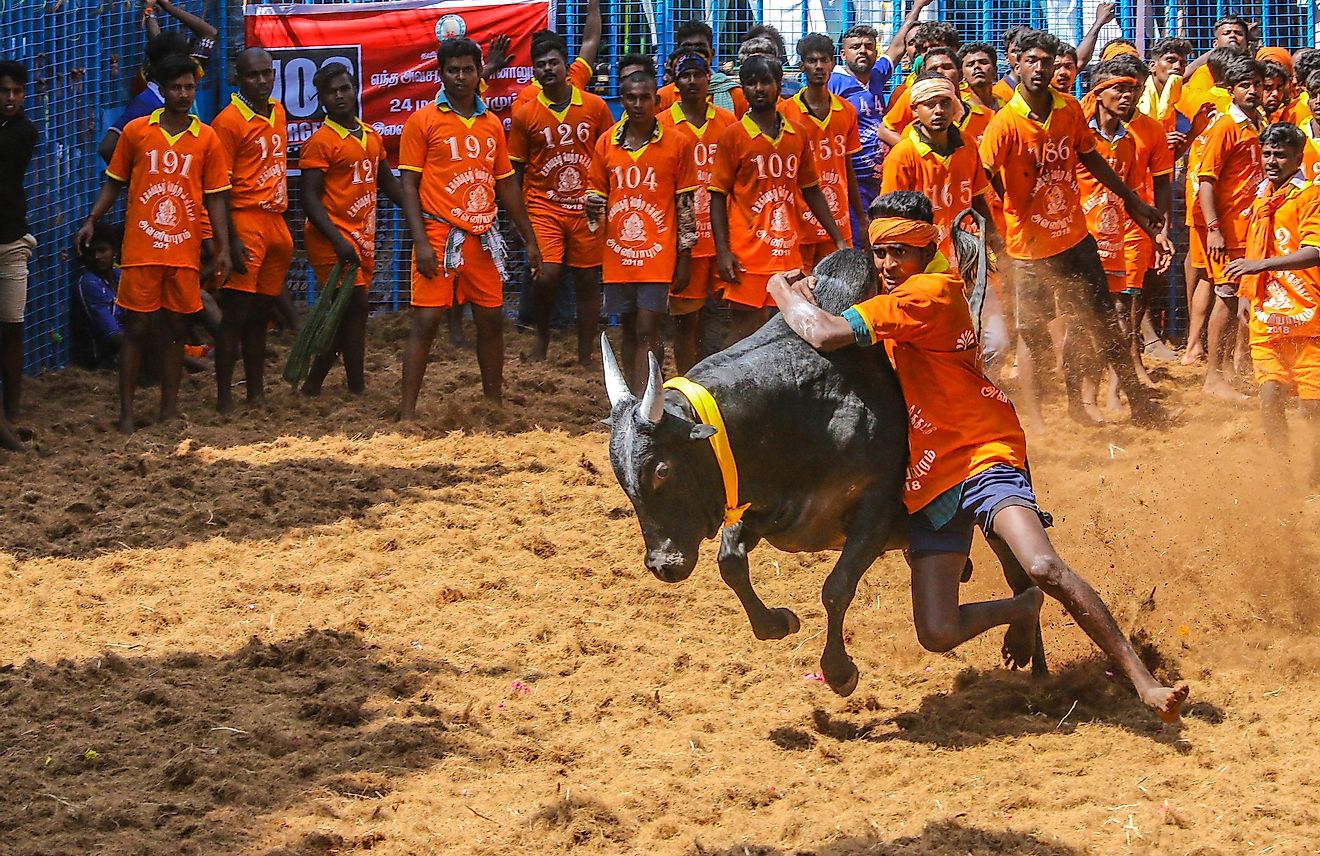 Jallikattu is a sport that caused numerous reactions from animal activists. Image credit: MOYYADEEN.S / Shutterstock.com
