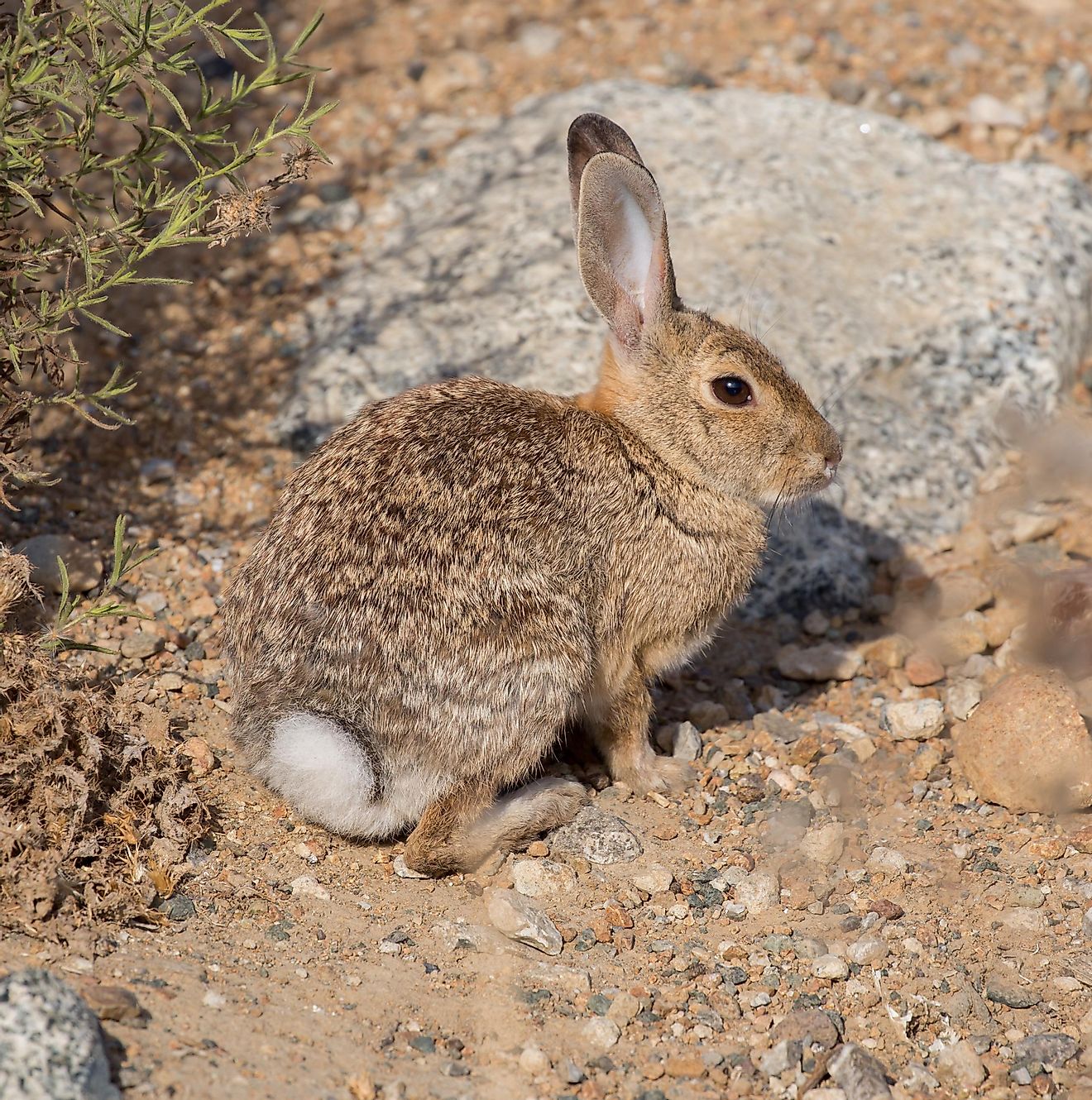 The fur pattern and color of the Desert Cottontail blends in quite nicely with the terrain of their native habitats.