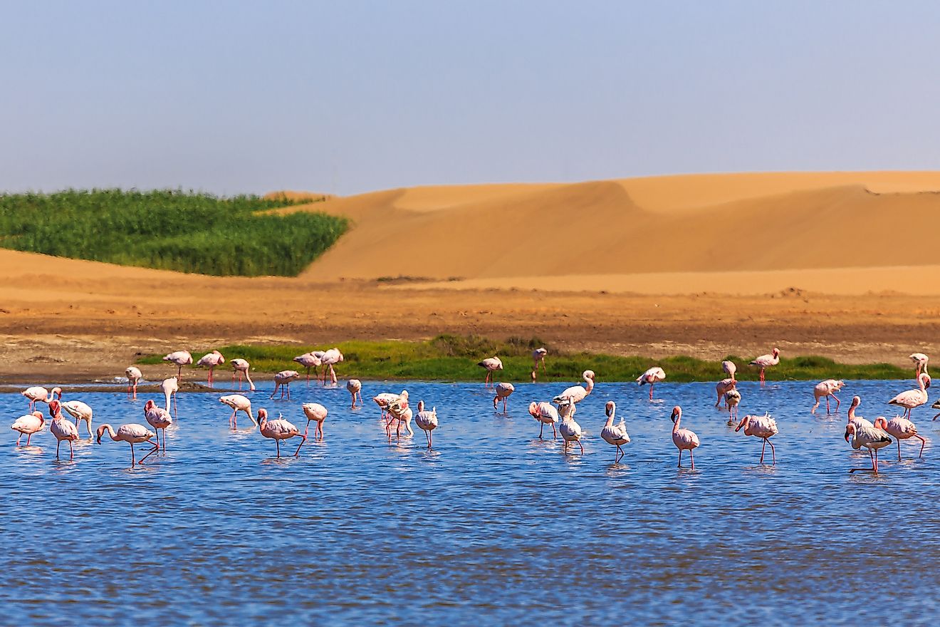 Flock of pink flamingo marching along the dune in Kalahari Desert, Namibia. Image credit: Vadim Nefedoff/Shutterstock.com