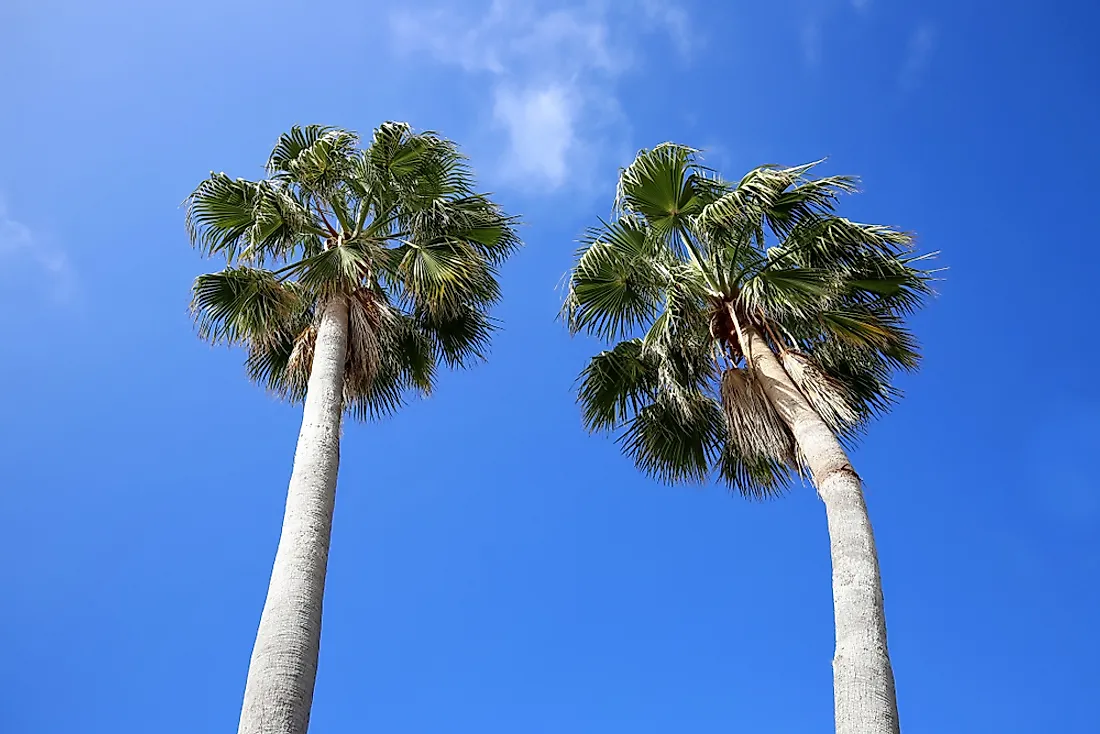 green palm trees under blue sky during daytime iPhone Wallpapers Free  Download