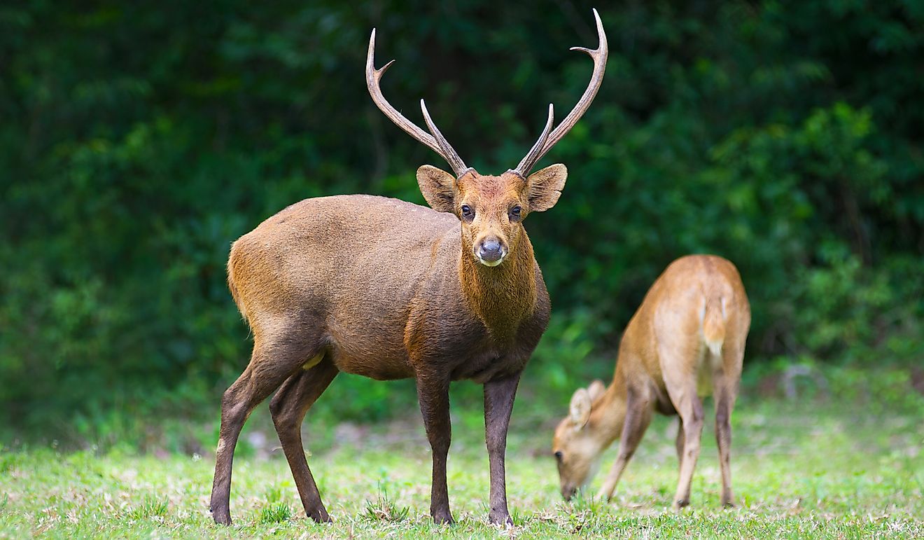 Hog deer on field, Phukhieo Wildlife Sanctuary, Chaiyaphum province. Thailand.