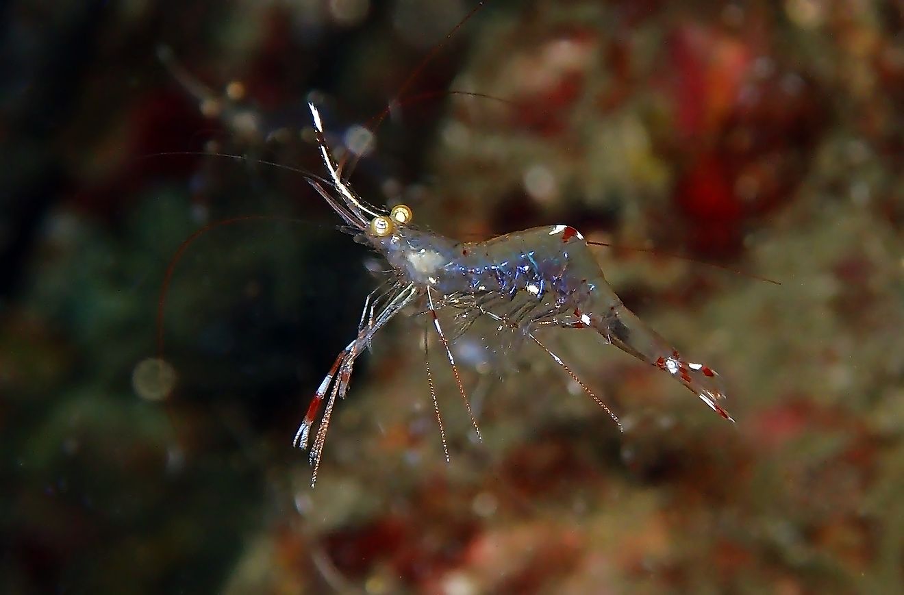 Ghost Shrimp. Image credit: KT photo/Shutterstock.com