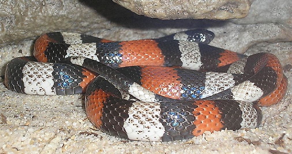 The Ecuadorian Milk Snake is most commonly found in and around forested areas in Ecuador.