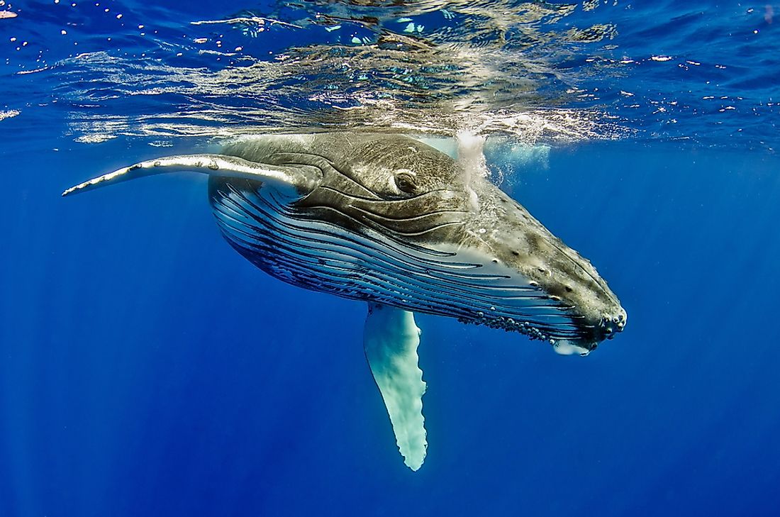 A humpback whale calf. 