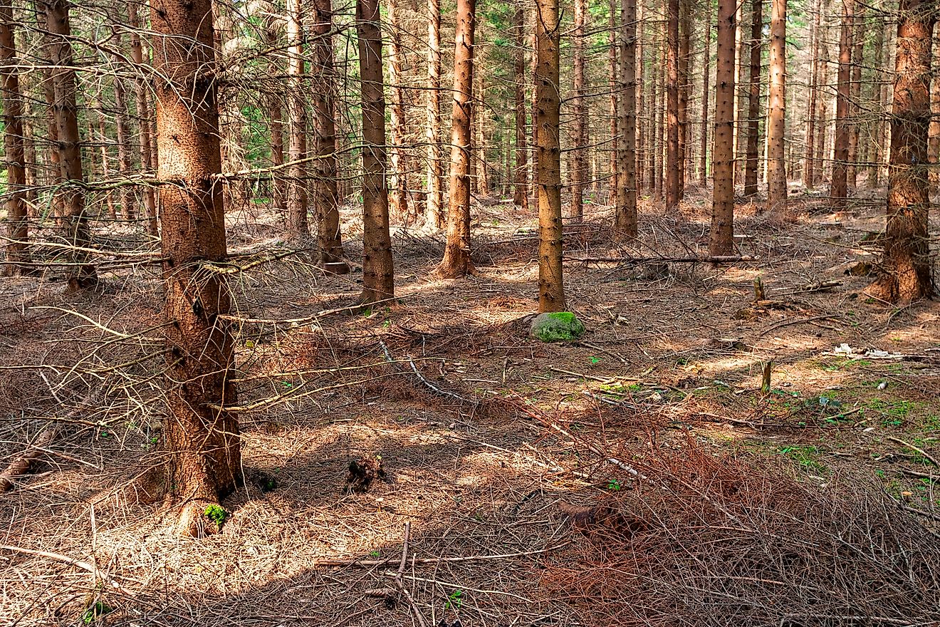 Spruce plantation with almost no undergrowth on the forest floor. 