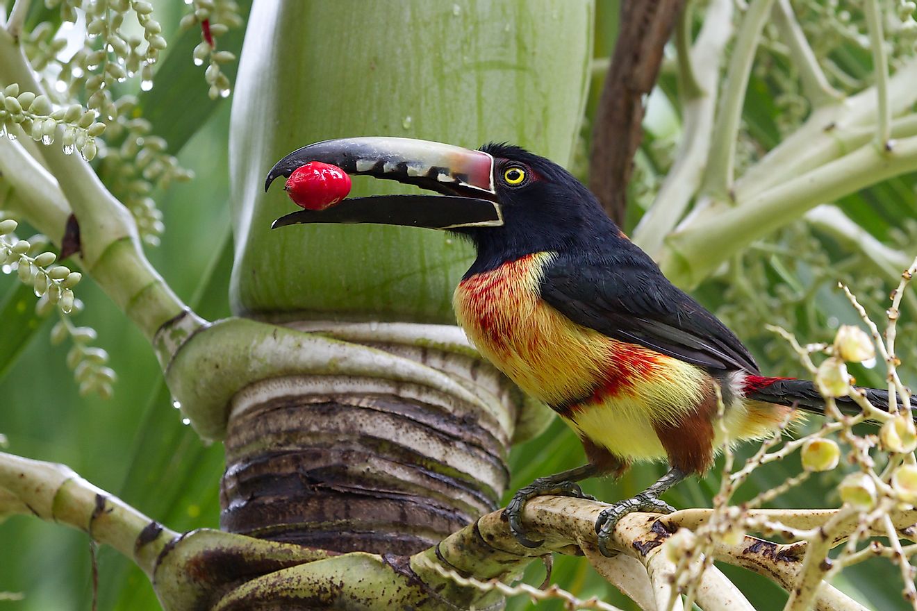 An Aracari toucan in the rain forest of Belize. Image credit: Wollertz/Shutterstock.com