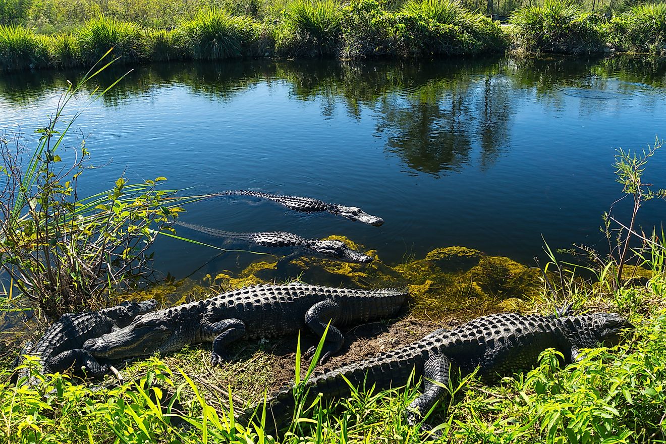 American alligators in the Everglades, Florida.