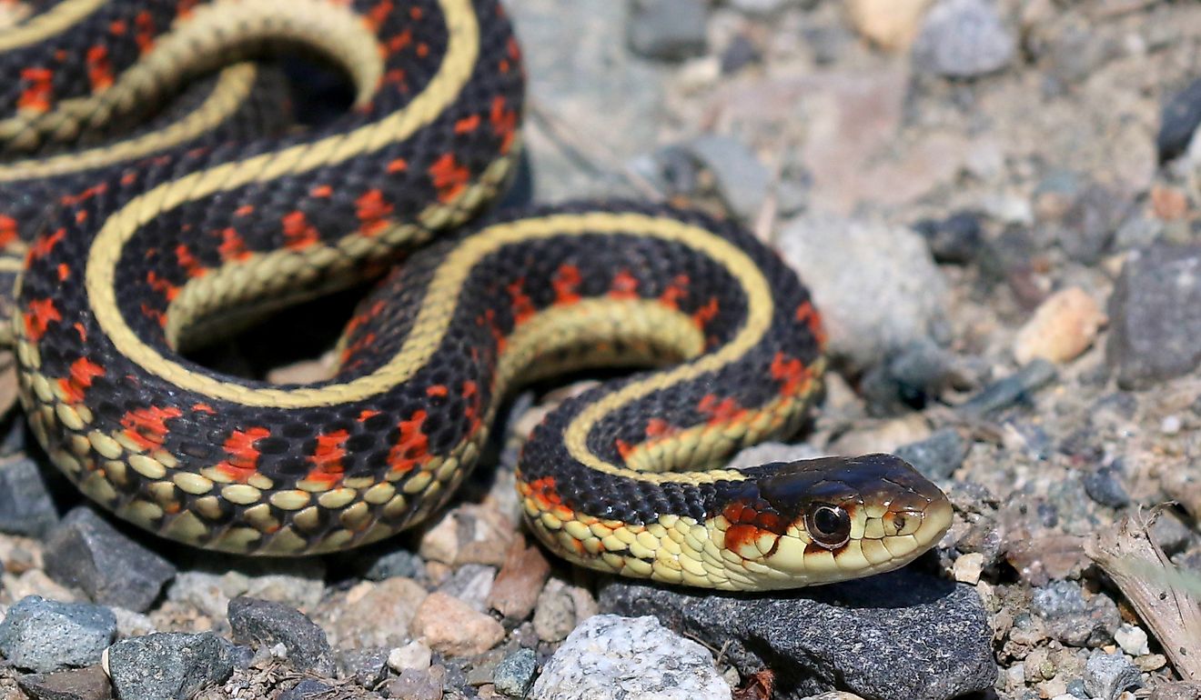 View of a common garter snake, one of Nelson Reservoirs most common snakes, slithering along shoreline rocks.