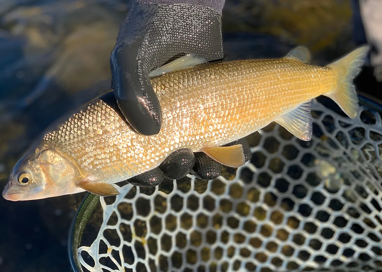  mountain whitefish