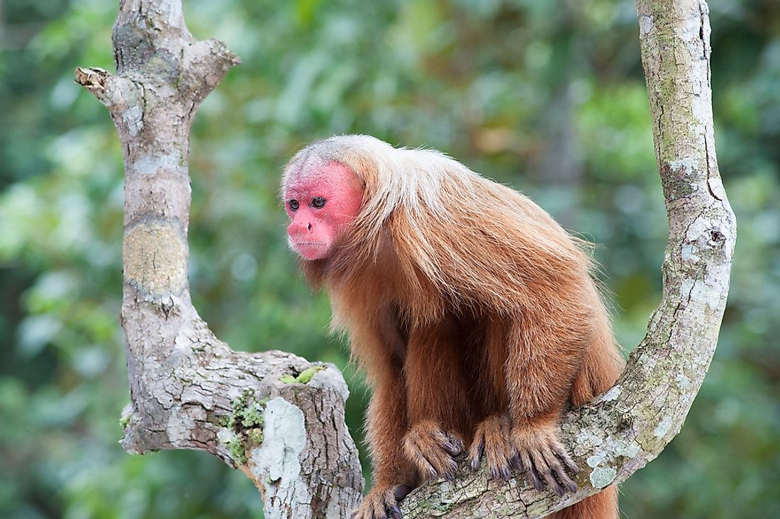 A red or bald-headed uakari in the Brazilian Amazon. 