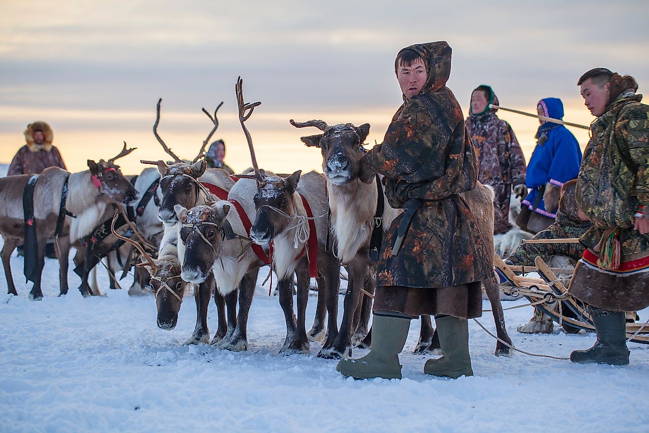 The Arctic herders of Russia. Image credit: evgenii mitroshin/Shutterstock.com