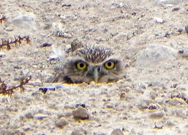 As their name suggests, these owls are best known for living in the dug-out burrows of other animals.