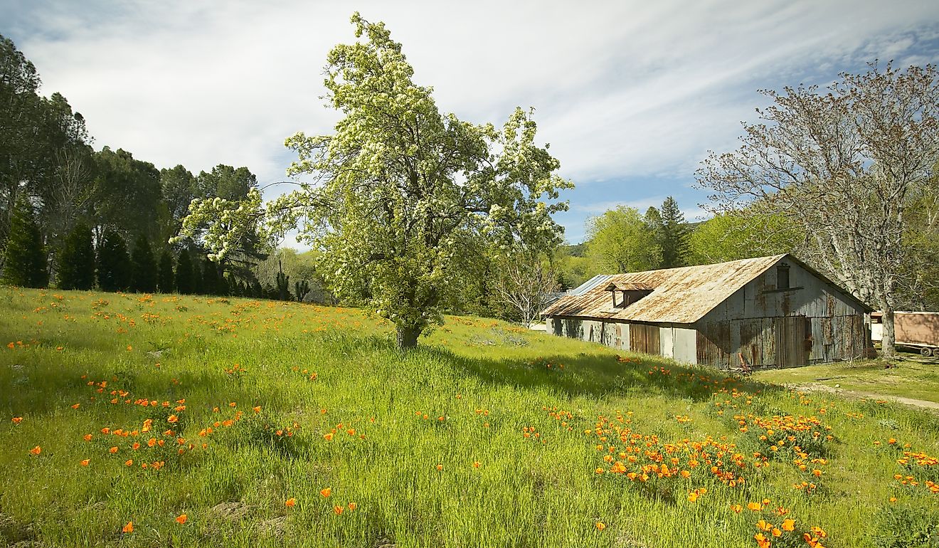 Old barn next to a colorful bouquet of spring flowers and California Poppies near Lake Hughes, CA. 