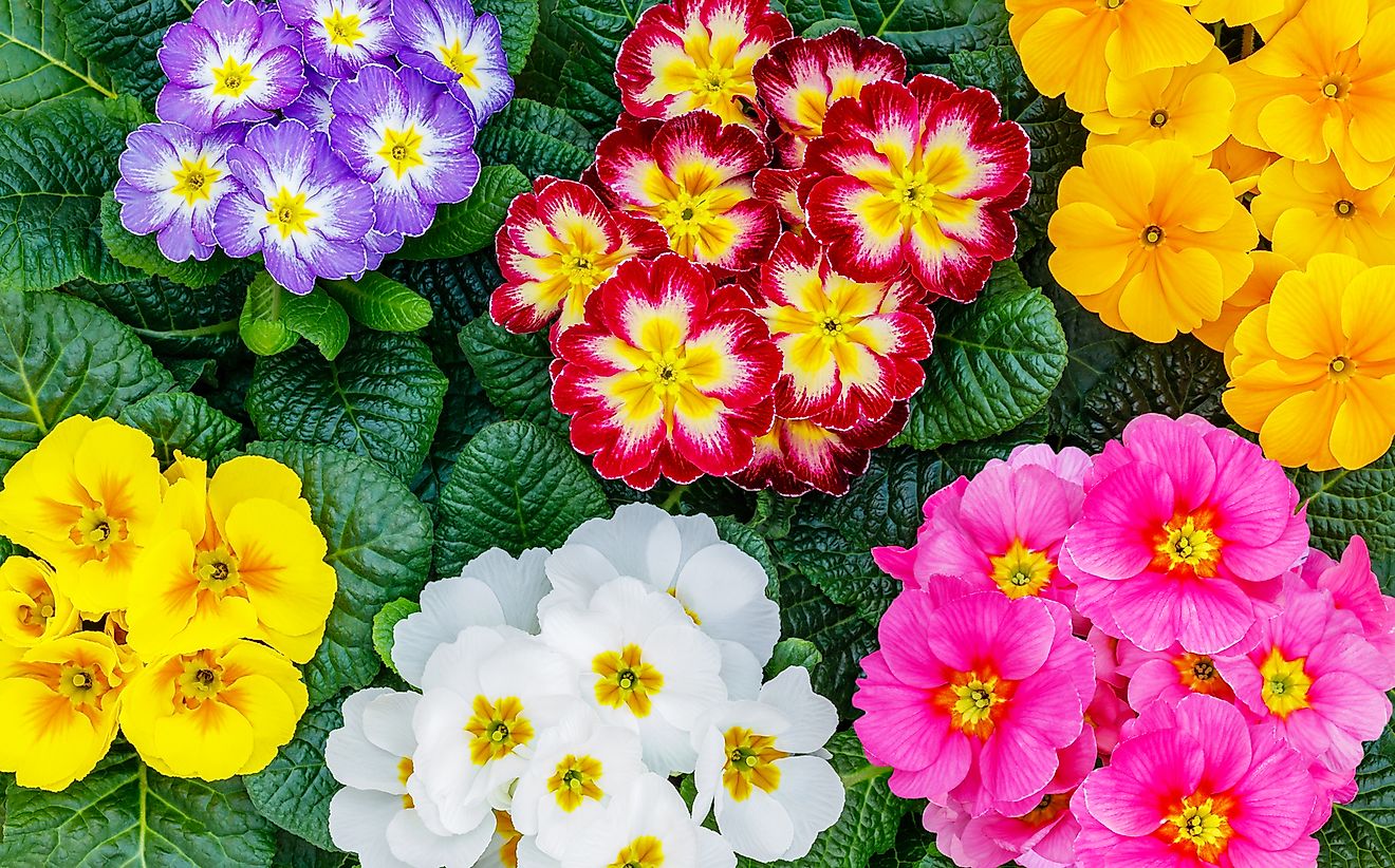 Primula flowers. 