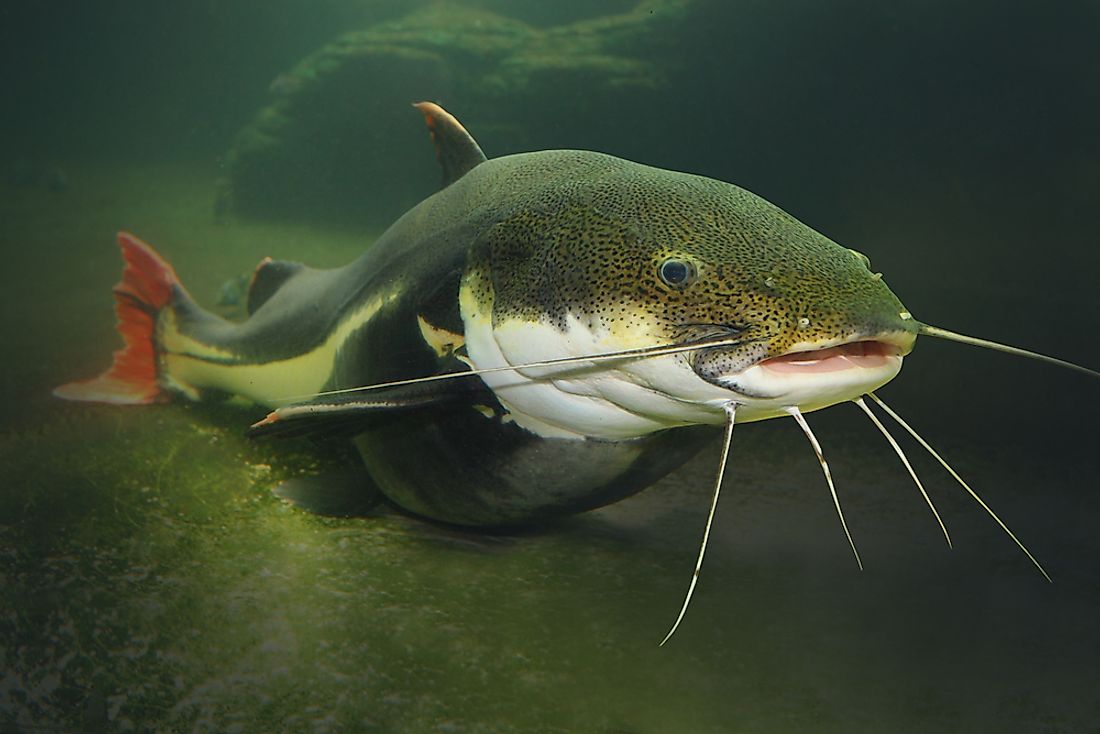 A red tail catfish. Catfish are bony fish. 