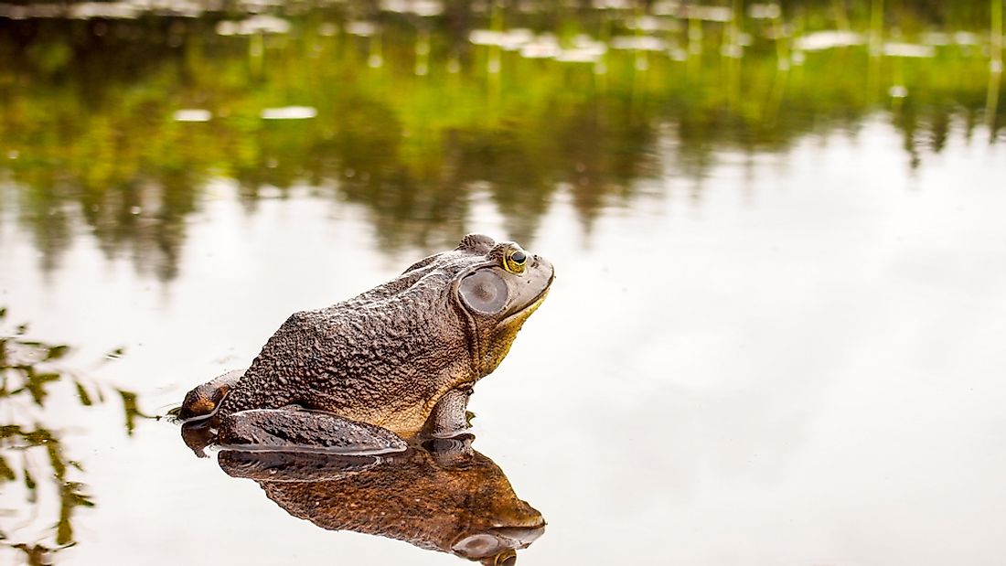 The American Bullfrog is the state amphibian of 4 states. 