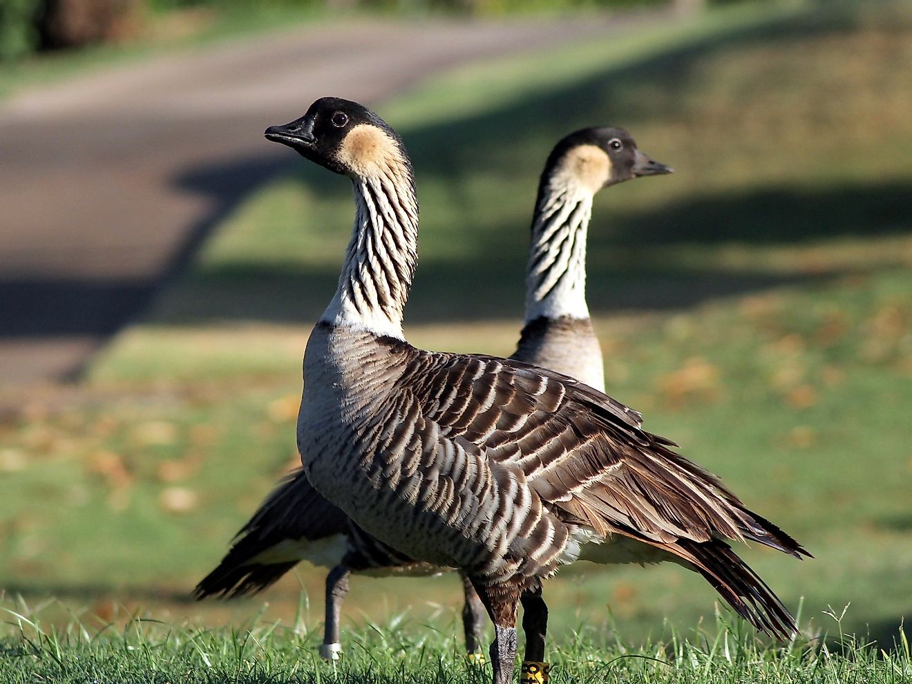 A pair of Hawaiian Geese (Nene) in Kauai. Image credit: Randy Bjorklund/Shutterstock.com