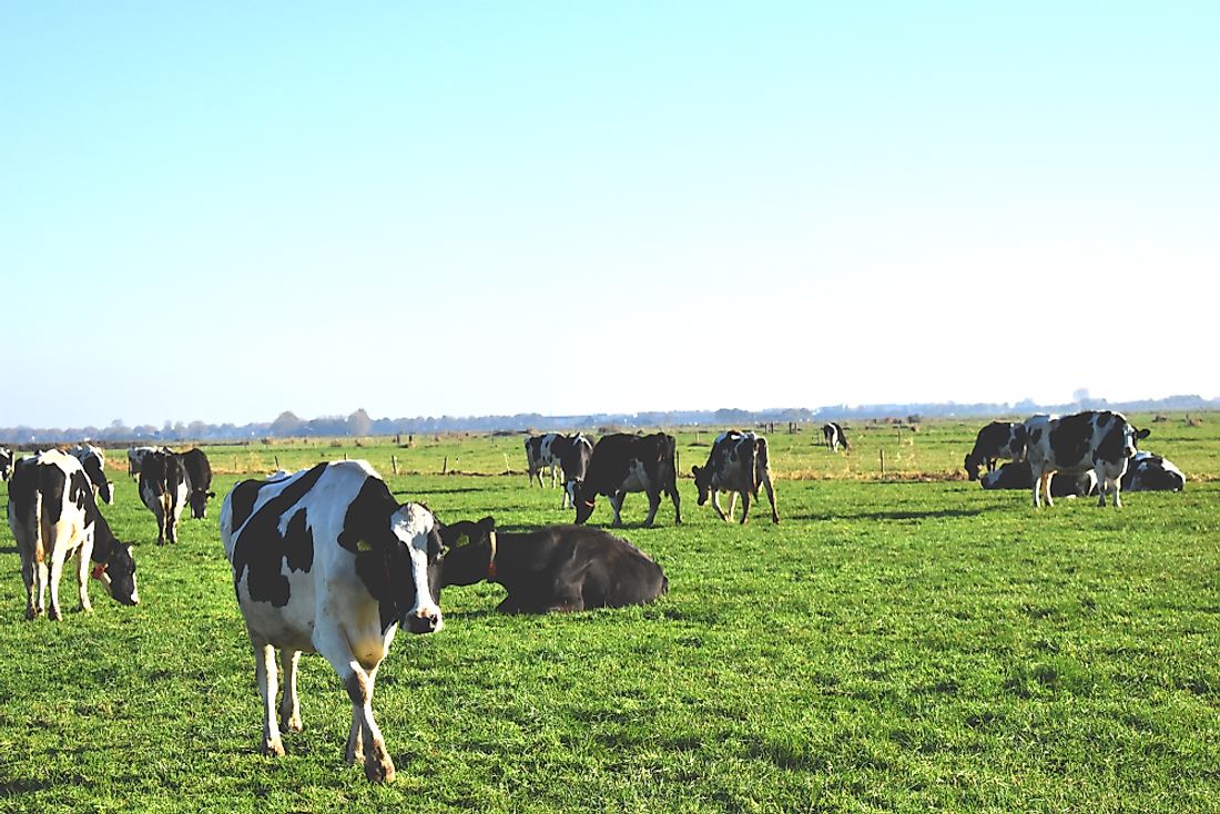 Cows grazing in a meadow. 