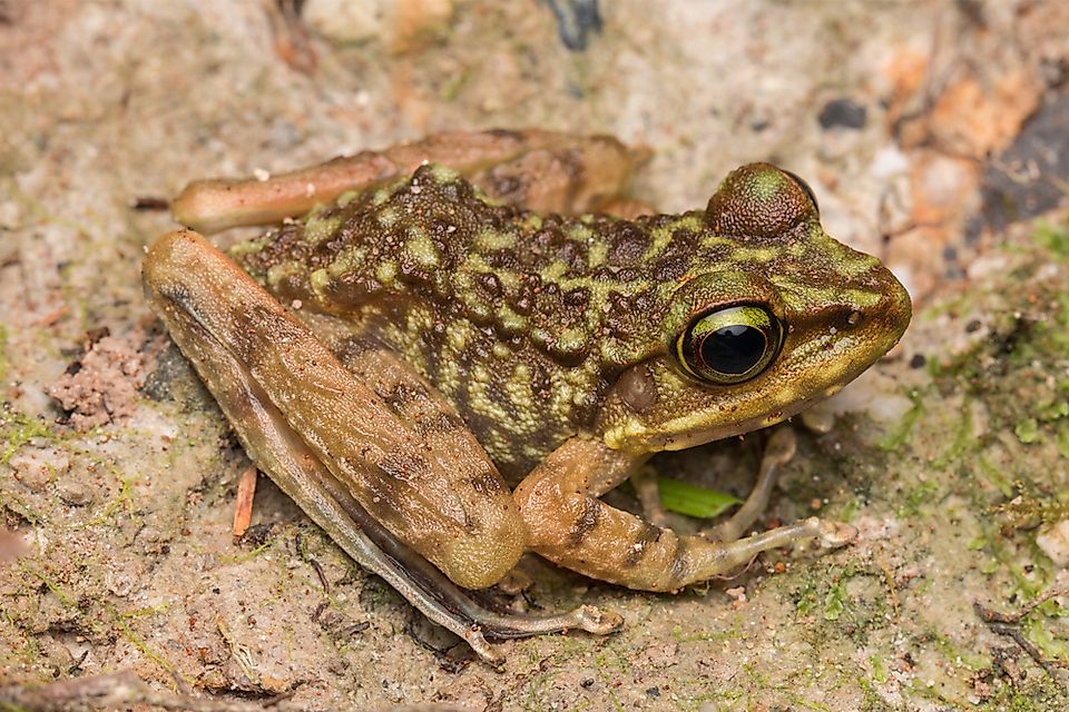 A dancing frog in Borneo.