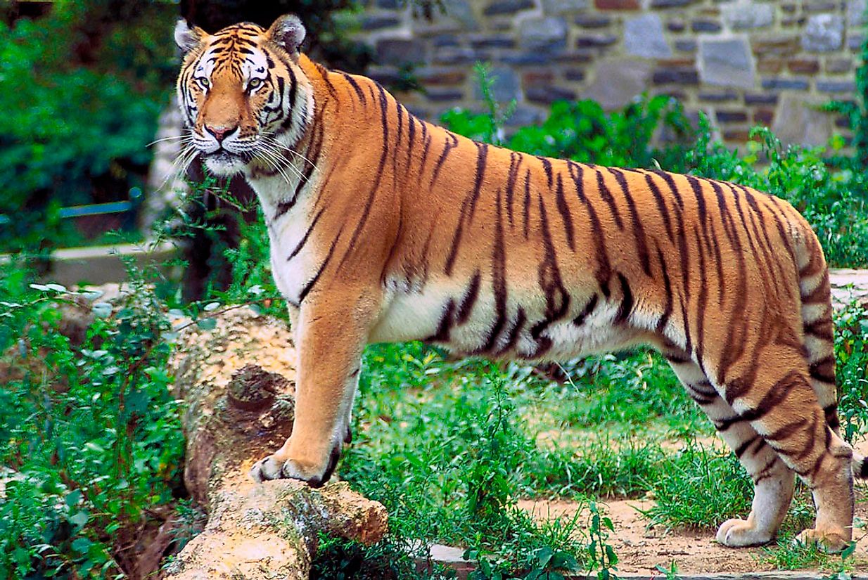 Meet The National Animal of Bangladesh, The Royal Bengal Tiger