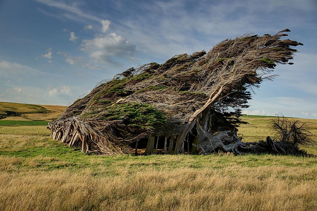 The trees at Slope Point have been permanently warped due to violent winds. 