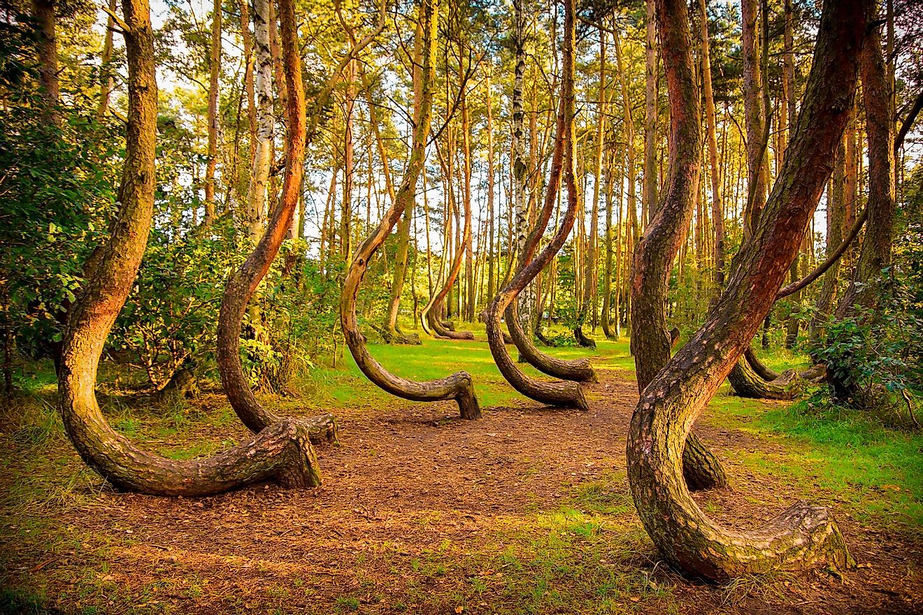 Crooked Forest. Image credit: Seawhisper/Shutterstock.com