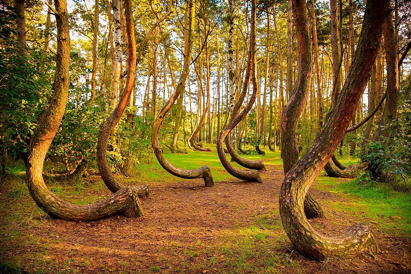 The famous Gryfino mysteriously curved pine trees.