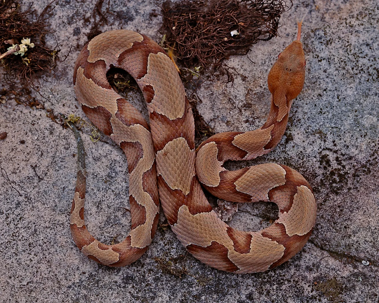 A top-down view of a venomous copperhead snake.