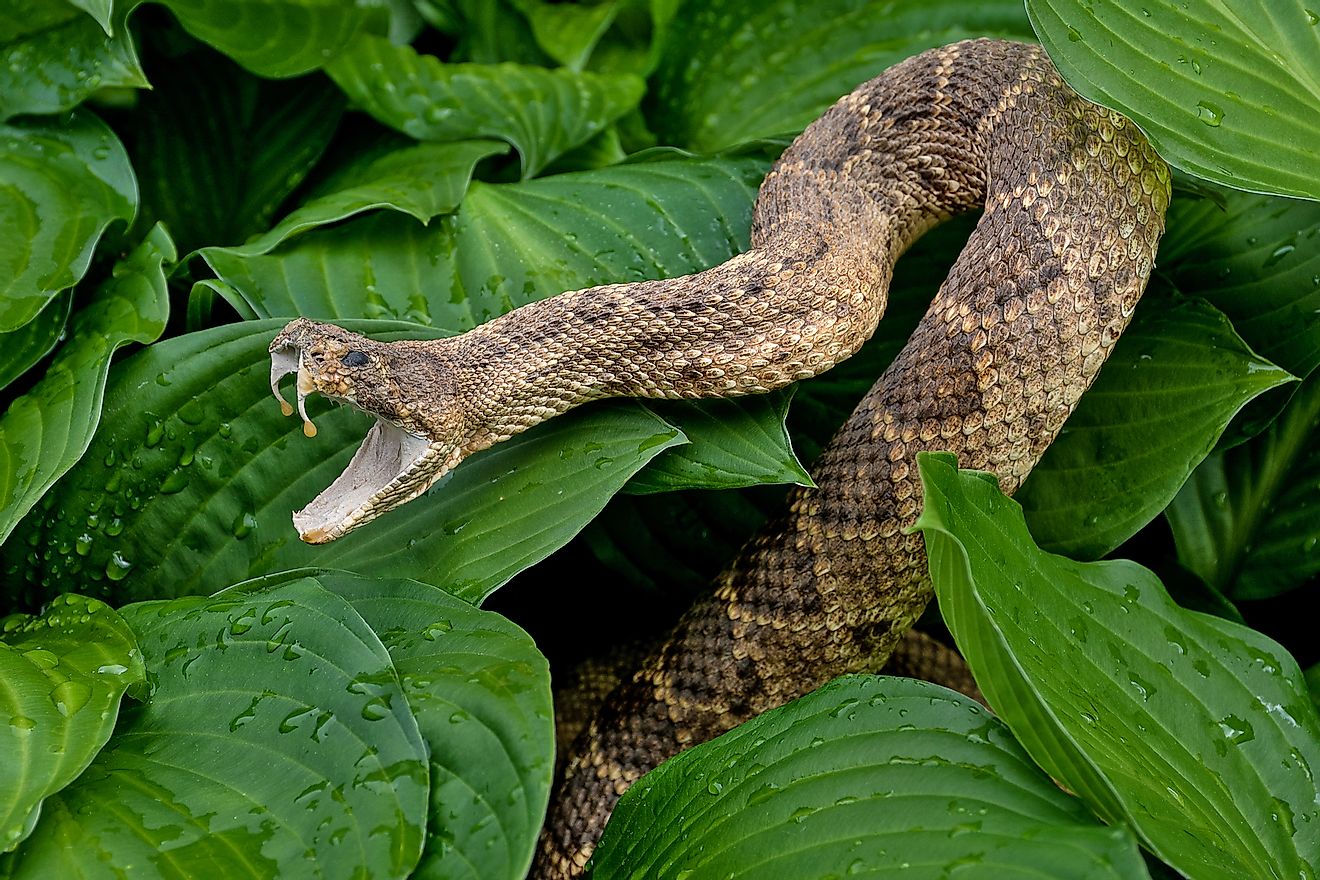 A rattlesnake with venom dripping from its fangs. Image credit: Maria Dryfhout/Shutterstock.com
